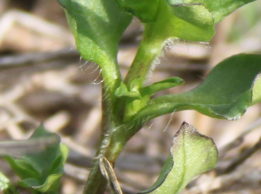 Stellaria media (L.) Vill.